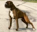 /album/other-breed-gallery/boxer-jpg/
