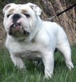 /album/other-breed-gallery/bulldog-jpg/
