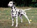 /album/other-breed-gallery/dalmation-jpg/