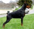 /album/other-breed-gallery/doberman-jpg/